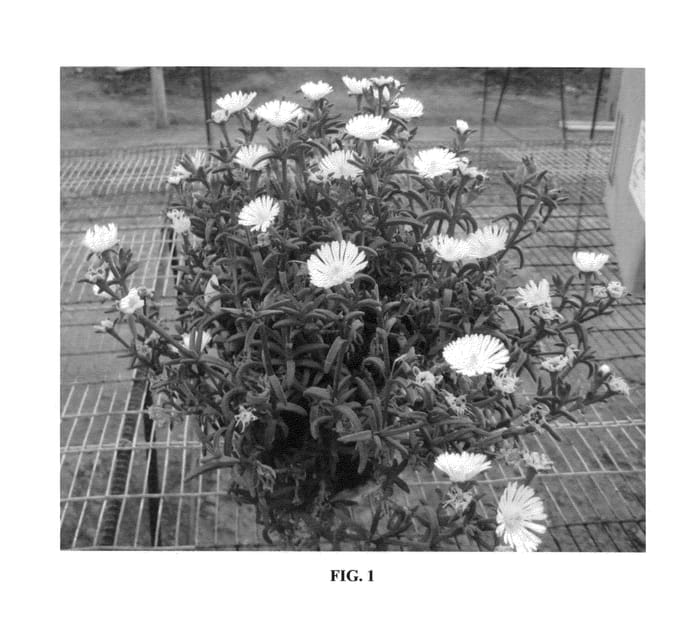 Figure 1 of US plant patent PP25599, the photograph of WOWDW7 printed in the patent.