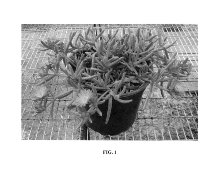 Figure 1 of US plant patent PP25600, the photograph of WOWDOY3 printed in the patent.