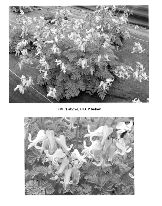 Figure 1 of US plant patent PP25601, the photograph of Amore Pink printed in the patent.