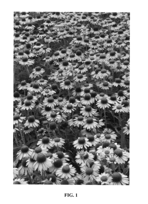 Figure 1 of US plant patent PP25602, the photograph of Meditation printed in the patent.