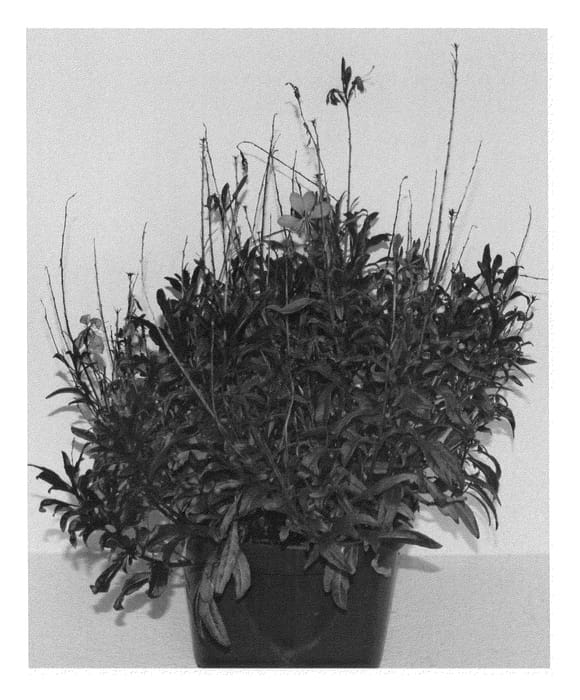 Figure 1 of US plant patent PP25603, the photograph of GBAPI01-0 printed in the patent.