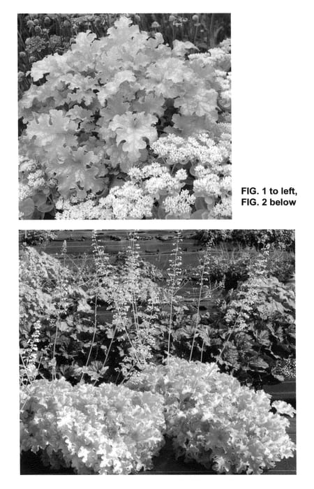 Figure 1 of US plant patent PP25604, the photograph of Lime Ruffles printed in the patent.