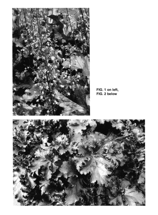 Figure 1 of US plant patent PP25605, the photograph of Midnight Ruffles printed in the patent.