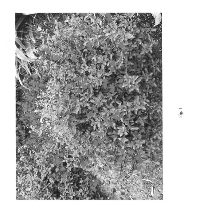 Figure 1 of US plant patent PP25606, the photograph of Eggben008 printed in the patent.