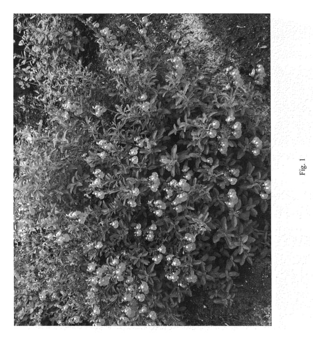 Figure 1 of US plant patent PP25607, the photograph of Eggben009 printed in the patent.
