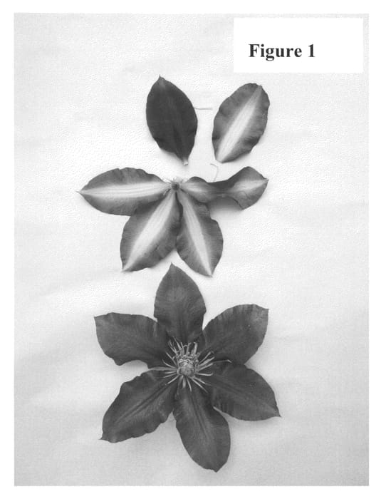 Figure 1 of US plant patent PP25608, the photograph of Evipo040 printed in the patent.