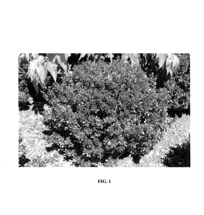 Figure 1 of US plant patent PP25609, the photograph of Midruzam printed in the patent.