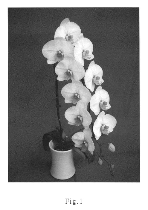 Figure 1 of US plant patent PP25610, the photograph of Younghome Venus printed in the patent.