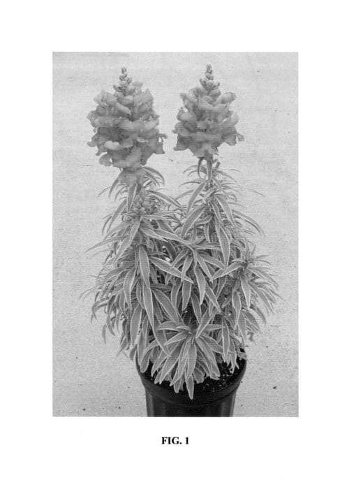 Figure 1 of US plant patent PP25611, the photograph of Snap Daddy Peach printed in the patent.