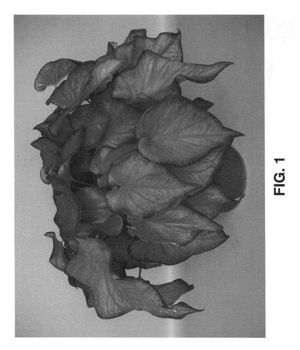 Figure 1 of US plant patent PP25612, the photograph of UF 4412 printed in the patent.