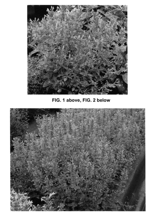 Figure 1 of US plant patent PP25613, the photograph of Kudos Coral printed in the patent.