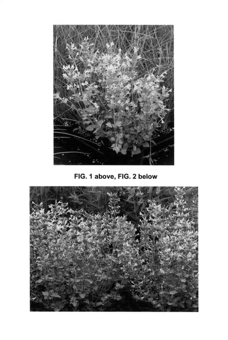 Figure 1 of US plant patent PP25614, the photograph of Kudos Ambrosia printed in the patent.