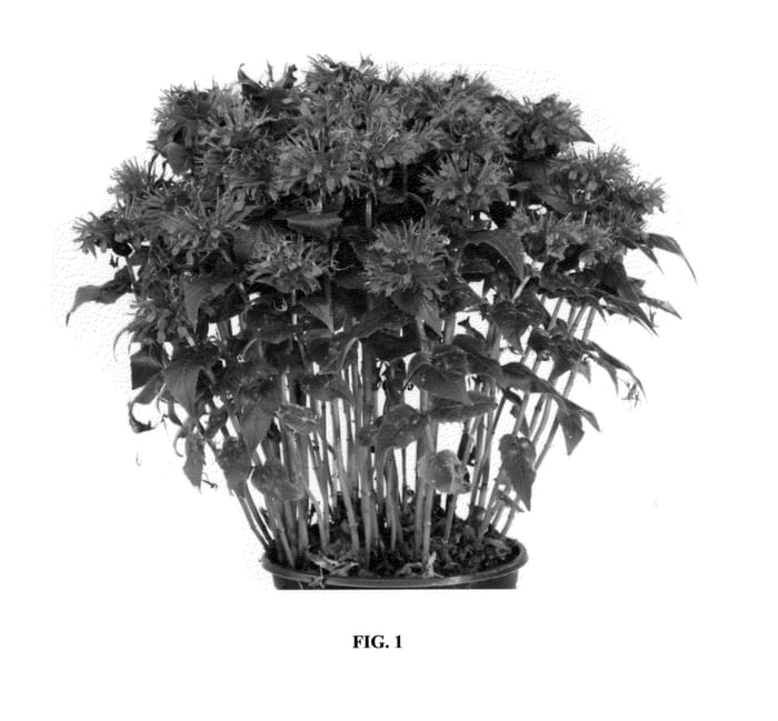 Figure 1 of US plant patent PP25615, the photograph of Purple Lace printed in the patent.