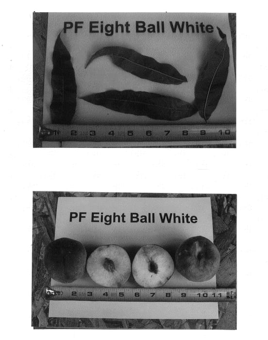 Figure 1 of US plant patent PP25616, the photograph of P.F. 8 Ball White printed in the patent.