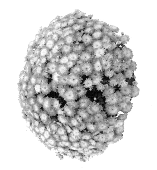 Figure 1 of US plant patent PP25617, the photograph of Fimmdayappleblos printed in the patent.