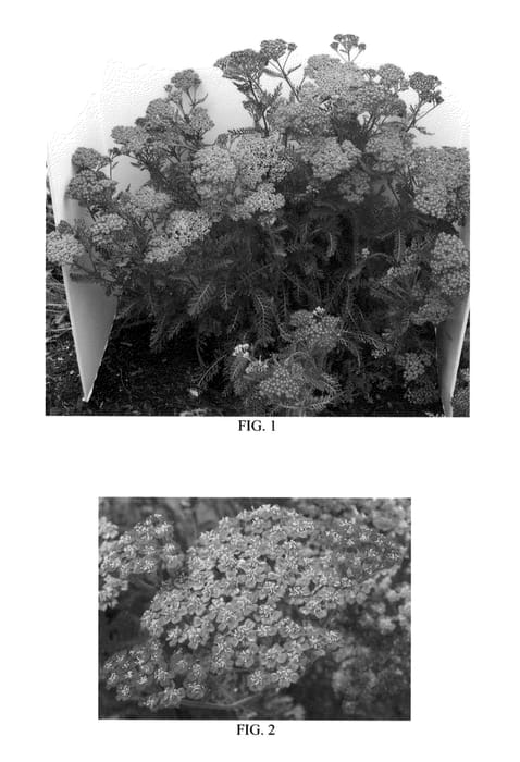 Figure 1 of US plant patent PP25618, the photograph of Balvinred printed in the patent.
