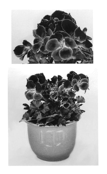 Figure 1 of US plant patent PP25619, the photograph of Oglger8026 printed in the patent.