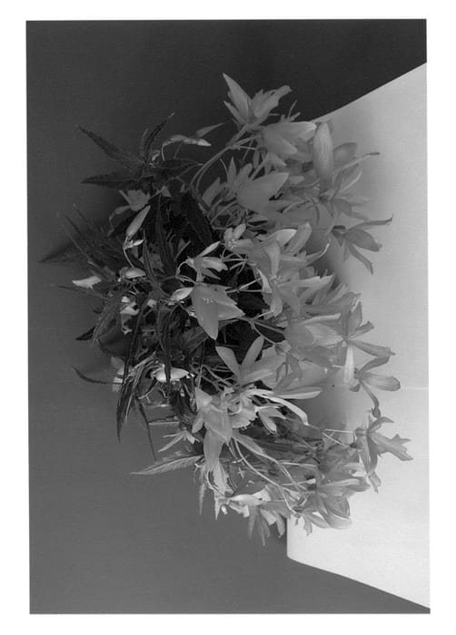 Figure 1 of US plant patent PP25620, the photograph of BKPBEBVSL printed in the patent.