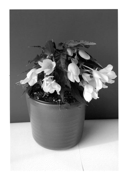 Figure 1 of US plant patent PP25621, the photograph of BKPBEBVLM printed in the patent.