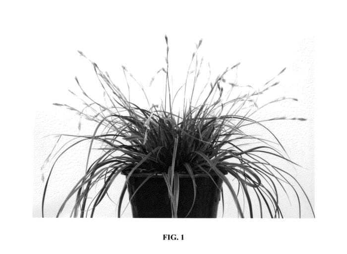 Figure 1 of US plant patent PP25622, the photograph of Everlime printed in the patent.
