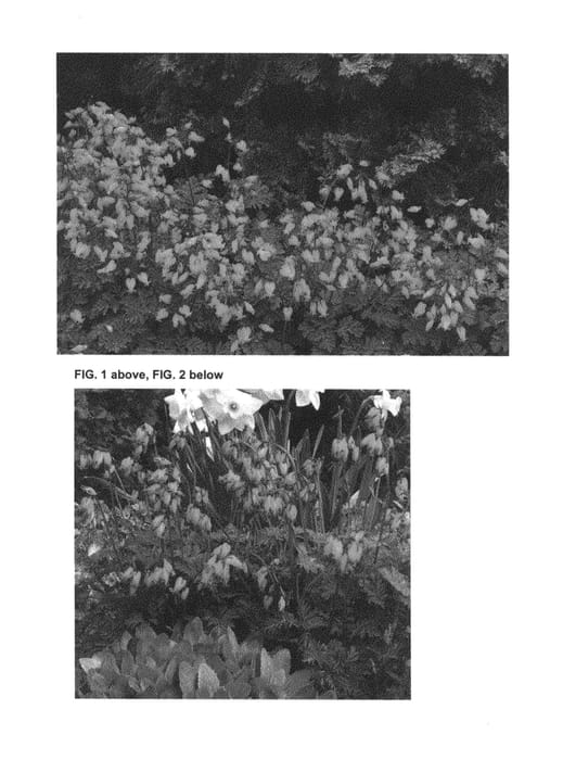 Figure 1 of US plant patent PP25623, the photograph of Amore Rose printed in the patent.