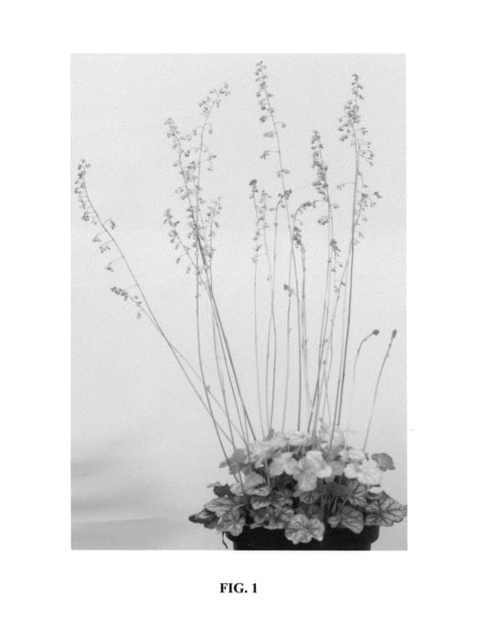 Figure 1 of US plant patent PP25624, the photograph of Muscat printed in the patent.