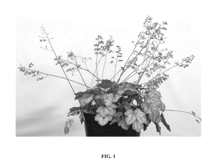 Figure 1 of US plant patent PP25625, the photograph of Vulcano printed in the patent.