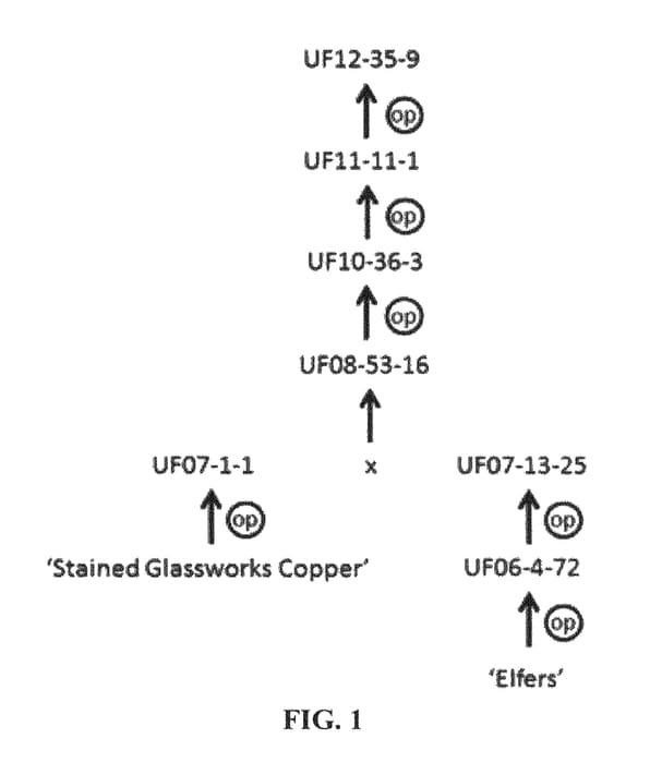 Figure 1 of US plant patent PP25626, the photograph of UF12-35-9 printed in the patent.