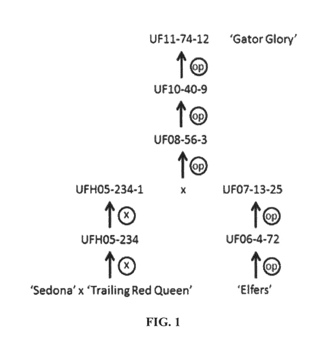 Figure 1 of US plant patent PP25627, the photograph of Gator Glory printed in the patent.