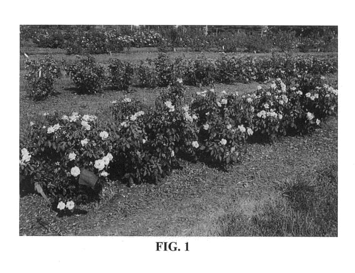 Figure 1 of US plant patent PP25628, the photograph of Radgor printed in the patent.