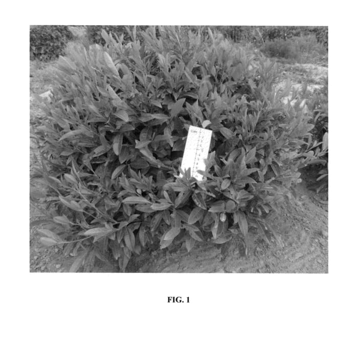 Figure 1 of US plant patent PP25629, the photograph of Nero printed in the patent.