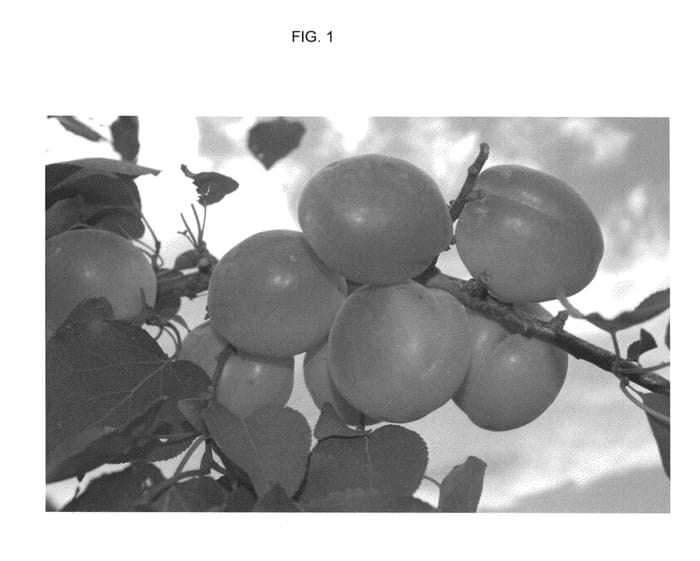 Figure 1 of US plant patent PP25630, the photograph of APRINEW printed in the patent.