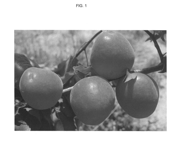 Figure 1 of US plant patent PP25631, the photograph of APRIDELICE printed in the patent.