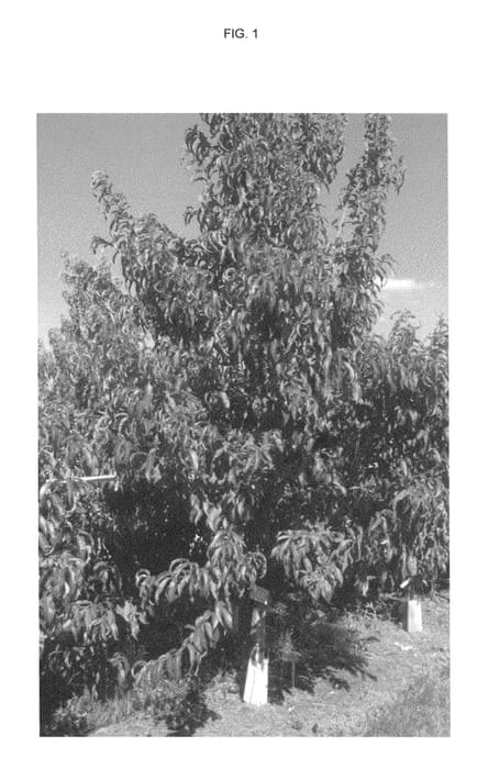 Figure 1 of US plant patent PP25632, the photograph of Cakedelice printed in the patent.