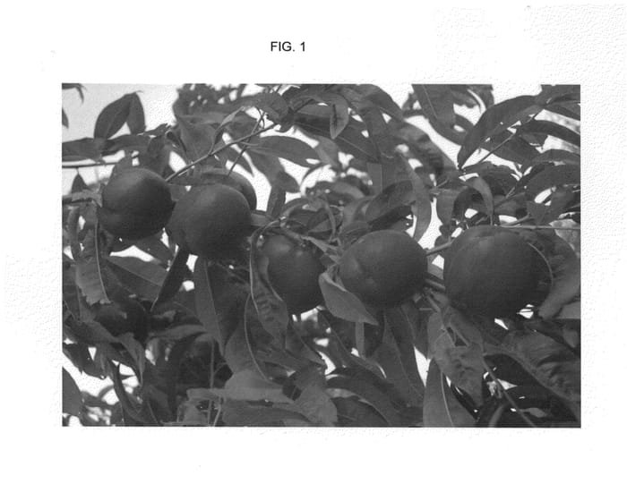 Figure 1 of US plant patent PP25633, the photograph of NECTABINGO printed in the patent.