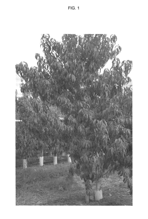 Figure 1 of US plant patent PP25634, the photograph of CRISPLATE printed in the patent.