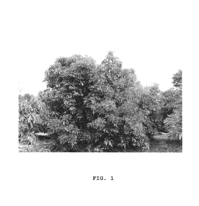 Figure 1 of US plant patent PP25635, the photograph of Eugenin printed in the patent.