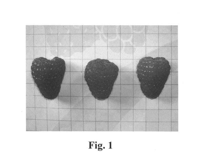 Figure 1 of US plant patent PP25636, the photograph of Lagorai Plus printed in the patent.