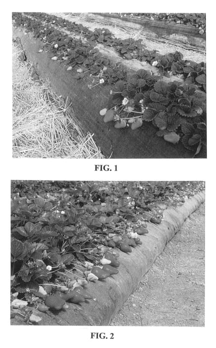 Figure 1 of US plant patent PP25637, the photograph of Marisol printed in the patent.