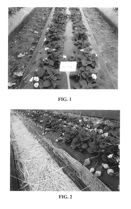 Figure 1 of US plant patent PP25638, the photograph of Margherita printed in the patent.