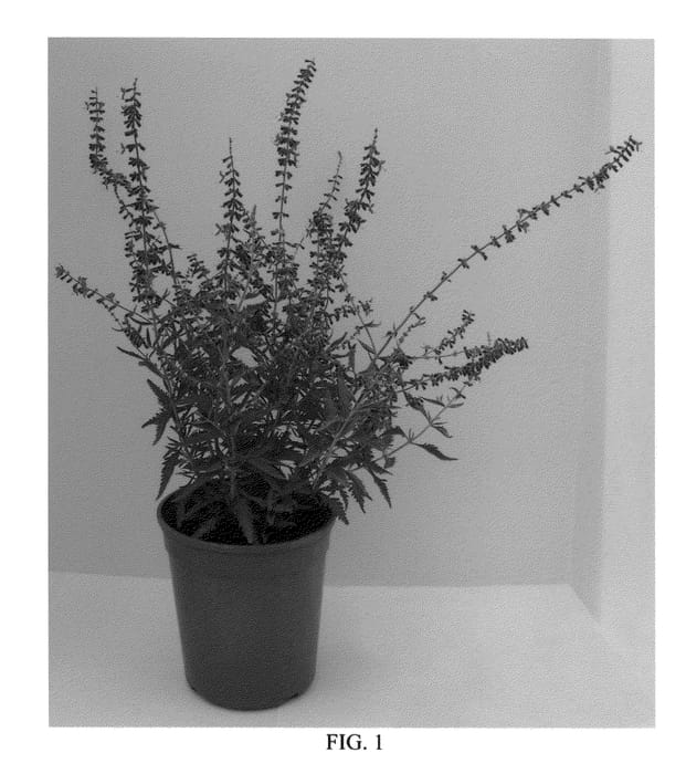 Figure 1 of US plant patent PP25639, the photograph of CrazyBlue printed in the patent.