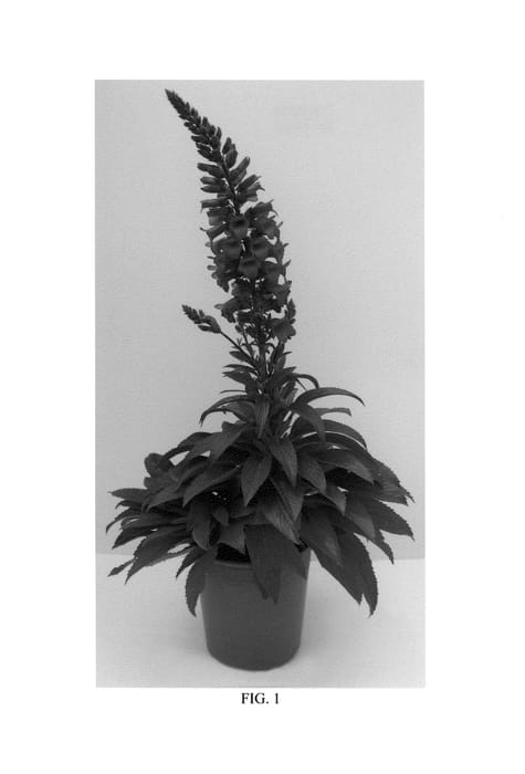 Figure 1 of US plant patent PP25640, the photograph of Takforugl printed in the patent.