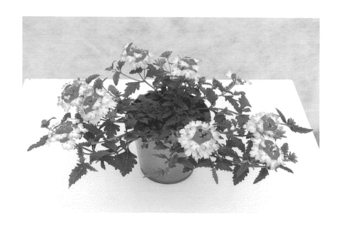 Figure 1 of US plant patent PP25641, the photograph of KLEVP13455 printed in the patent.