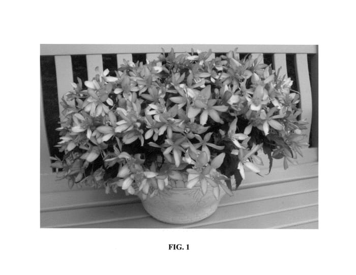 Figure 1 of US plant patent PP25642, the photograph of YANTANA printed in the patent.