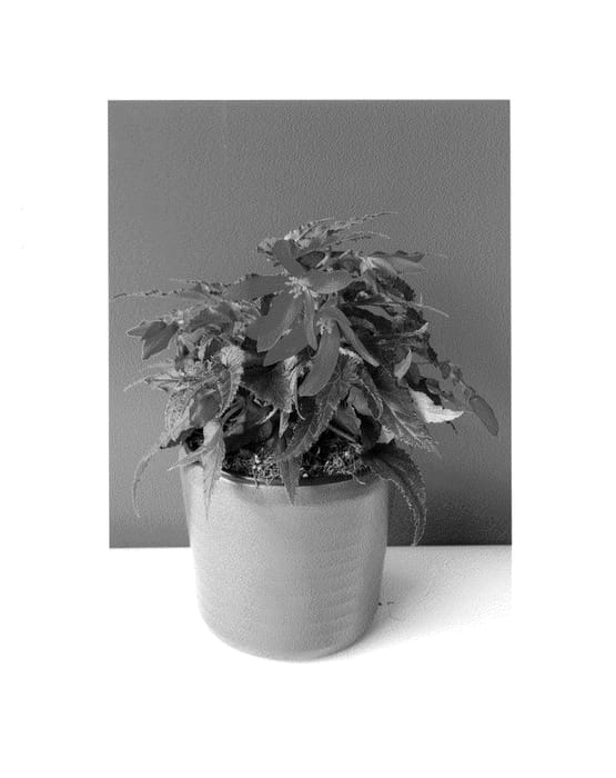Figure 1 of US plant patent PP25643, the photograph of BKPBEBVRD printed in the patent.