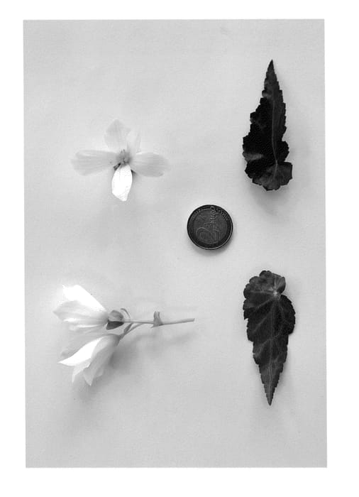 Figure 2 of US plant patent PP25644, the photograph of BKPBEBVWT printed in the patent.