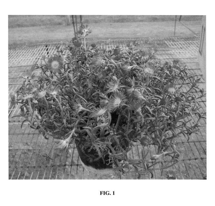 Figure 1 of US plant patent PP25645, the photograph of WOWDAY2 printed in the patent.