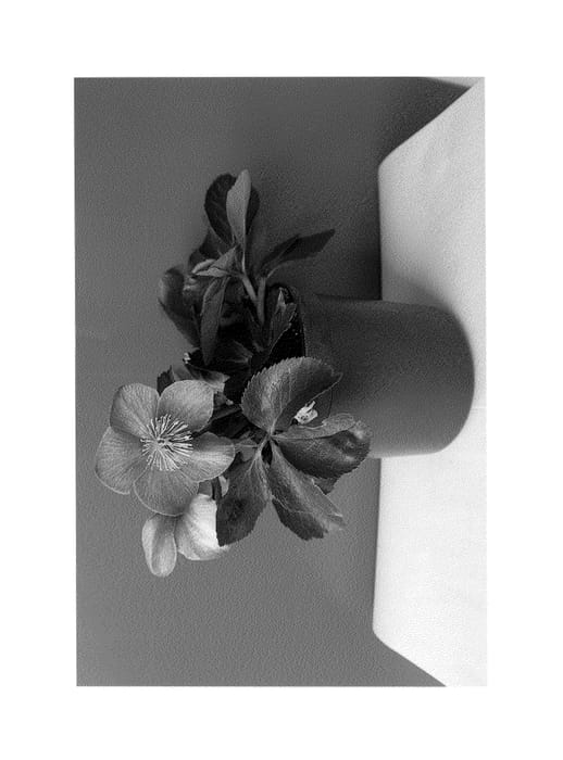Figure 1 of US plant patent PP25646, the photograph of LEM 100 printed in the patent.