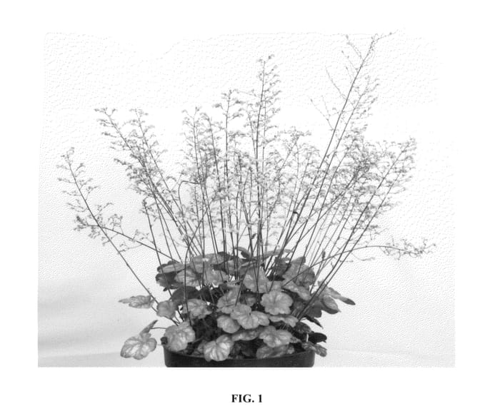 Figure 1 of US plant patent PP25647, the photograph of Brown Sugar printed in the patent.