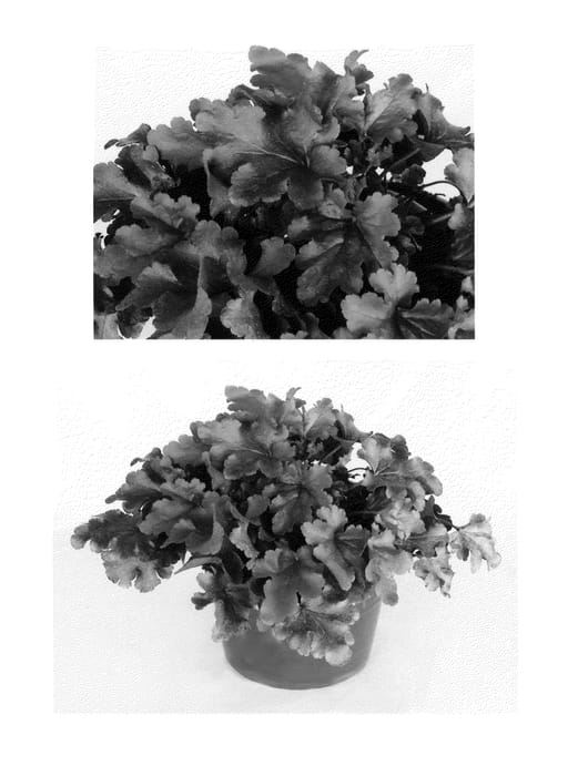 Figure 1 of US plant patent PP25648, the photograph of Inheuredfu printed in the patent.